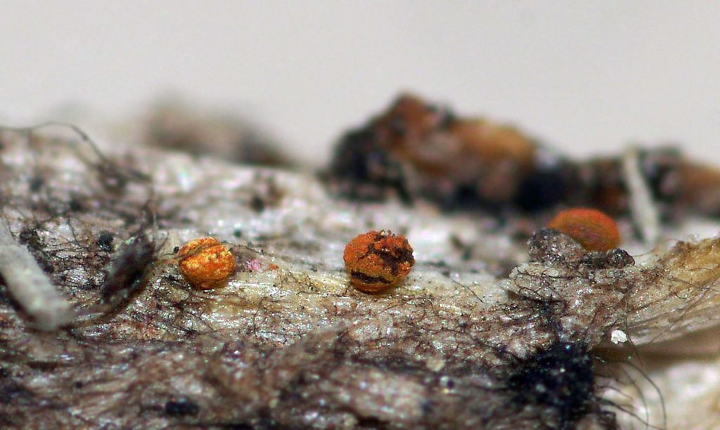 Physarum lateritium?